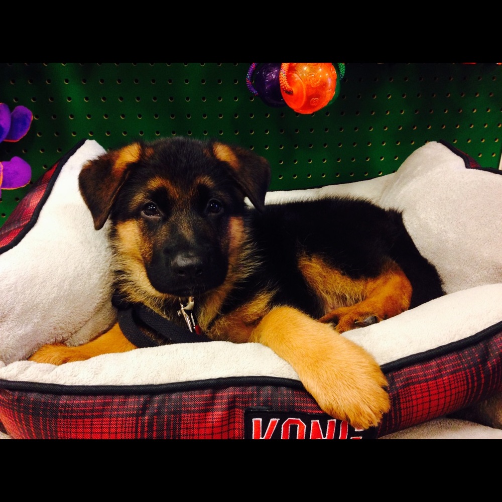 Meet your Posher, Brandini